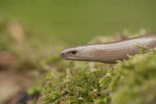 Slow worm (Anguis fragilis) adult reptile on a moss in spring, England, United Kingdom
