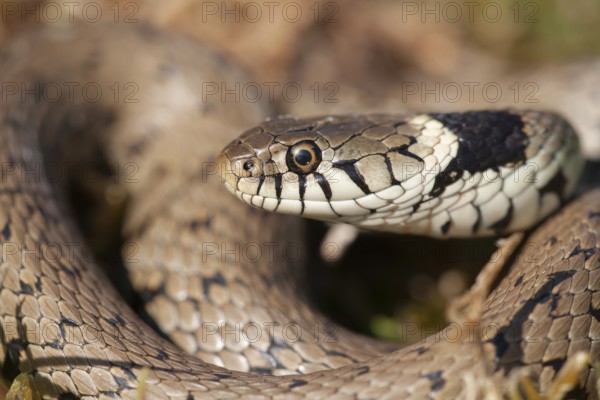 Grass snake (Natrix natrix) adult reptile coiled on itself, England, United Kingdom