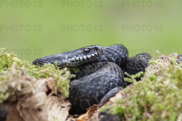 Common european adder or viper snake (Vipera berus) adult black reptile on a moss covered tree stump in spring, England, United Kingdom