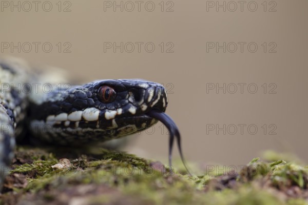 Common european adder or viper snake (Vipera berus) adult reptile on a moss covered tree stump in spring, England, United Kingdom