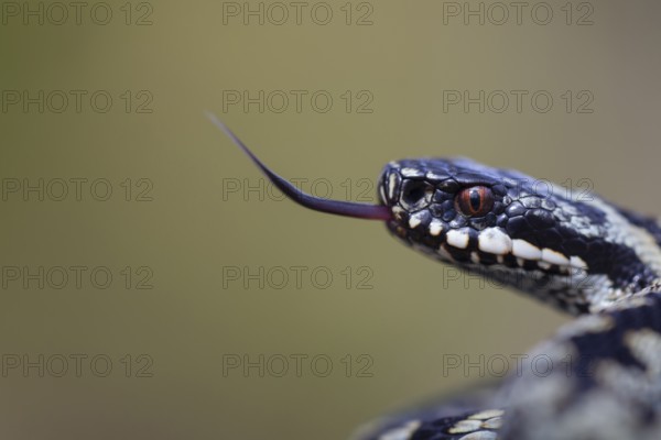 Common european adder or viper snake (Vipera berus) adult reptile flicking or sticking its tongue out in spring, England, United Kingdom