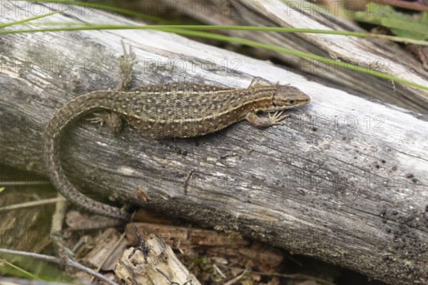 Common lizard (Zootoca vivipara) adult reptile resting on a tree stump, England, United Kingdom