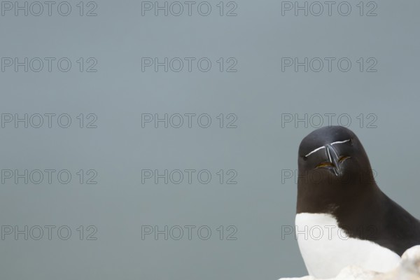 Razorbill (Alca torda) adult seabird bird head portrait, RSPB Bempton cliffs nature reserve, Yorkshire, England, United Kingdom