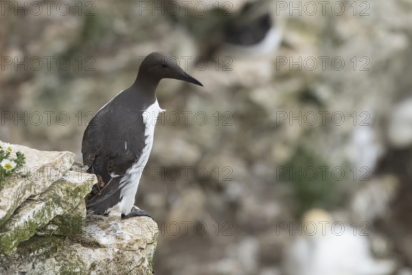Guillemot (Uria aalge) adult seabird bird on a cliff ledge in summer, RSPB Bempton cliffs nature reserve, Yorkshire, England, United Kingdom