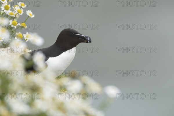 Razorbill (Alca torda) adult seabird bird on a cliff top amongst Mayweed flowers in summer, RSPB Bempton cliffs nature reserve, Yorkshire, England, United Kingdom