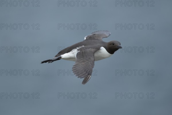 Guillemot (Uria aalge) adult seabird bird flying in summer, RSPB Bempton cliffs nature reserve, Yorkshire, England, United Kingdom