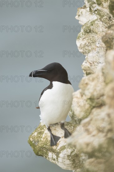 Razorbill (Alca torda) adult seabird bird standing on a cliff ledge, RSPB Bempton cliffs nature reserve, Yorkshire, England, United Kingdom