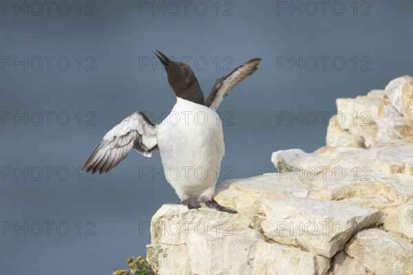Guillemot (Uria aalge) adult seabird bird stretching its wings on a cliff ledge in summer, RSPB Bempton cliffs nature reserve, Yorkshire, England, United Kingdom