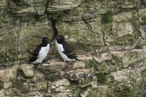 Razorbill (Alca torda) two adult seabird birds on a cliff ledge in summer, RSPB Bempton cliffs nature reserve, Yorkshire, England, United Kingdom