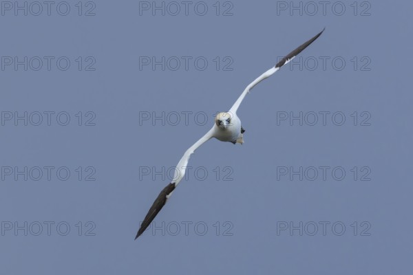 Northern gannet (Morus bassanus) adult seabird bird in flight in summer, RSPB Bempton cliffs nature reserve, Yorkshire, England, United Kingdom