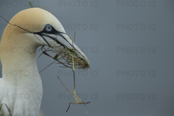 Northern gannet (Morus bassanus) adult seabird bird carrying nest material in its beak in summer, RSPB Bempton cliffs nature reserve, Yorkshire, England, United Kingdom