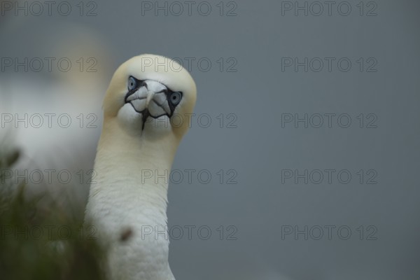 Northern gannet (Morus bassanus) adult seabird bird head portrait in summer, RSPB Bempton cliffs nature reserve, Yorkshire, England, United Kingdom