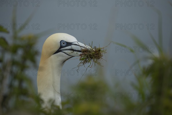 Northern gannet (Morus bassanus) adult seabird bird carrying grass for nest material in its beak in summer, RSPB Bempton cliffs nature reserve, Yorkshire, England, United Kingdom