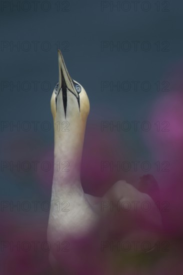Northern gannet (Morus bassanus) adult seabird bird amongst cliff top summer flowers, RSPB Bempton cliffs nature reserve, Yorkshire, England, United Kingdom