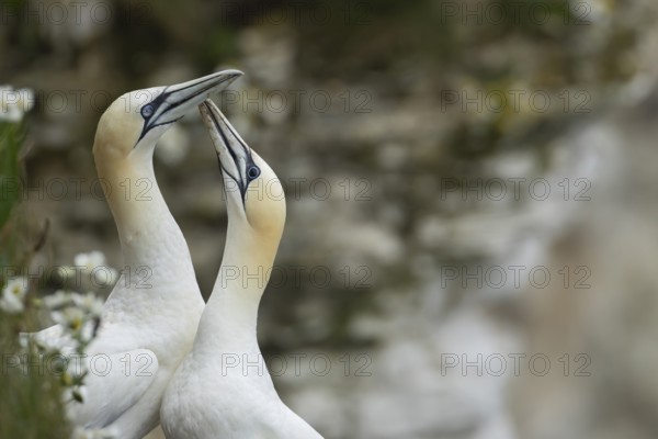 Northern gannet (Morus bassanus) two adult seabird birds performing their love courtship display, RSPB Bempton cliffs nature reserve, Yorkshire, England, United Kingdom