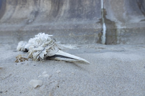Northern gannet (Morus bassanus) adult seabird bird dead on a beach, England, United Kingdom