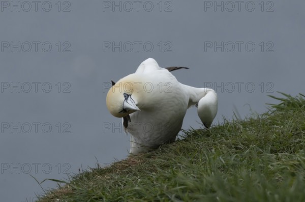 Northern gannet (Morus bassanus) adult seabird bird on a cliff top in summer, RSPB Bempton cliffs nature reserve, Yorkshire, England, United Kingdom