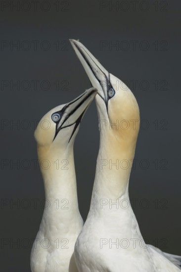 Northern gannet (Morus bassanus) two adult seabird birds performing their love courtship display, RSPB Bempton cliffs nature reserve, Yorkshire, England, United Kingdom