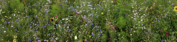 Vegetation, wildflowers, wildflower meadow, meadow, biodiversity, panorama, Rügen island, largest and most populous German island.Baltic Sea coast, Baltic Sea, Mecklenburg-Western Pomerania, Germany, Northern Europe