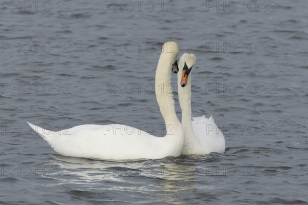 Mute swan (Cygnus olor) two adult birds performing their courtship love display on the water of a lake, England, United Kingdom