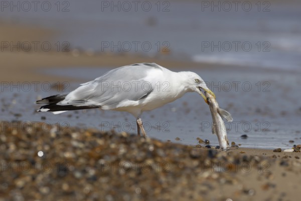 Herring gull (Larus argentatus) adult seagull bird feeding on a dogfish shark fish on a beach in summer, England, United Kingdom