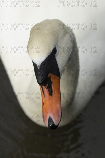 Mute swan (Cygnus olor) adult bird head portrait, England, United Kingdom