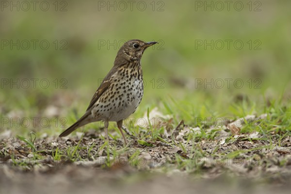 Song thrush (Turdus philomelos) adult bird searching for food in a woodland, England, United Kingdom