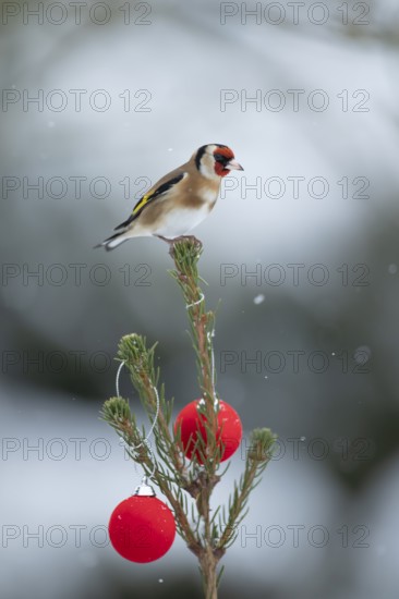 European goldfinch (Carduelis carduelis) adult garden bird on a snow covered Christmas spruce tree in winter, England, United Kingdom