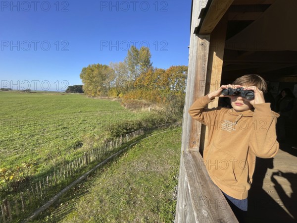 Boy watching cranes with binoculars, Perfect place to watch cranes, Nabu, Crane panorama at Günzer See, Crane (Grus grus), Mecklenburg-Western Pomerania, Western Pomerania Bodden landscape, Germany