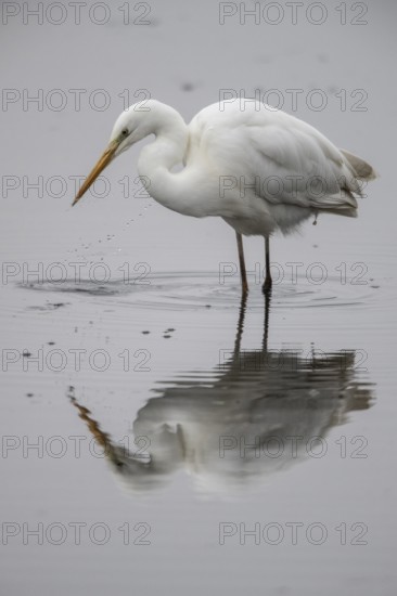 Great White Egret (Ardea alba), Emsland, Lower Saxony, Germany