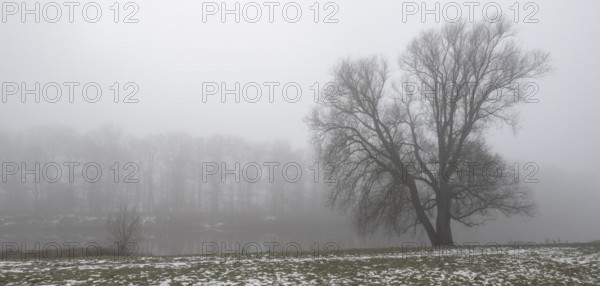 Silver willow (Salix alba) Im fog, Emsland, Lower Saxony, Germany