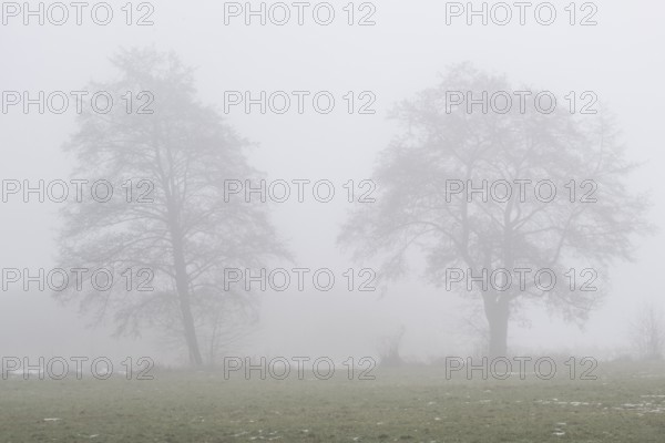 Black alder (Alnus glutionsa) in the fog, Emsland, Lower Saxony, Germany