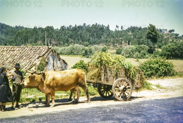 Woman pouring drink for man next to traditional ox cart in rural area, Portugal, Europe 1968