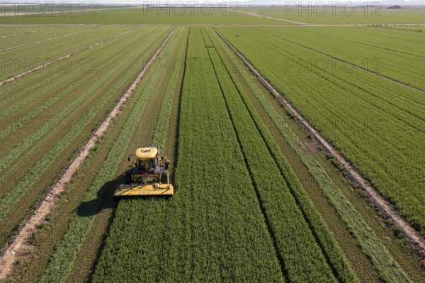 Buckeye, Arizona - A tractor cuts alfalfa on a farm in the Arizona desert. Alfalfa uses a lot of water, which is a problem as the water supply in the western U.S. dwindles