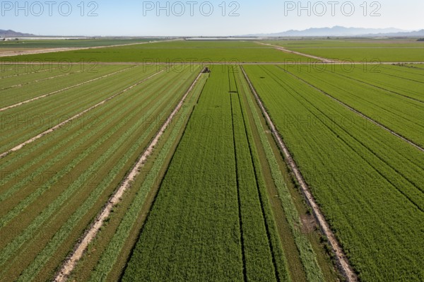 Buckeye, Arizona - Alfalfa growing on a farm in the Arizona desert. Alfalfa uses a lot of water, which is a problem as the water supply in the western U.S. dwindles