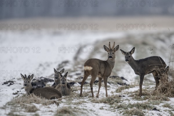 Roe deer (Capreolus capreolus), Emsland, Lower Saxony, Germany