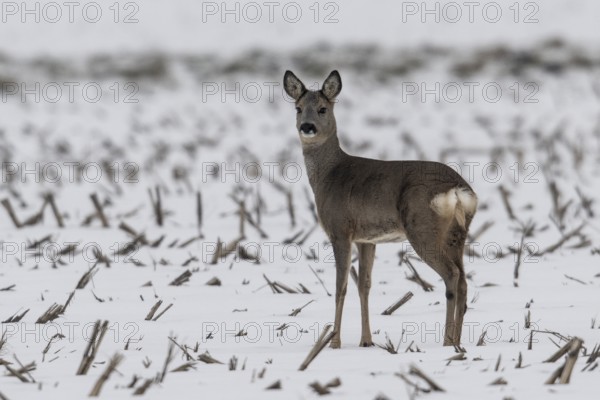 Roe deer (Capreolus capreolus), Emsland, Lower Saxony, Germany