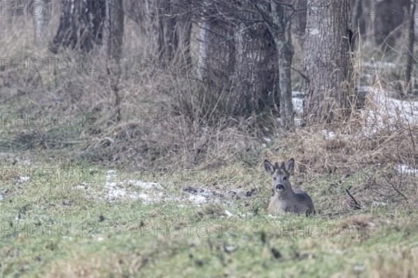 Roebuck (Capreolus capreolus), Emsland, Lower Saxony, Germany