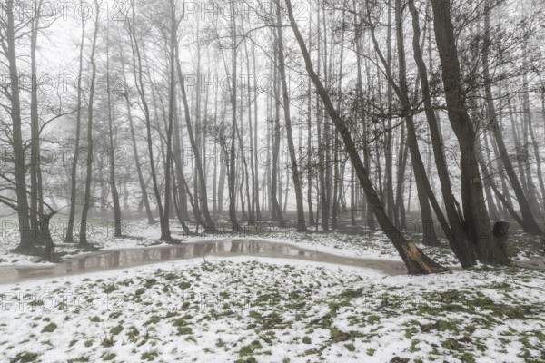 Black alder (Alnus glutinosa) in a misty floodplain landscape, Emsland, Lower Saxony, Germany