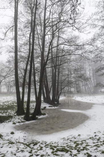 Black alder (Alnus glutinosa) in a misty floodplain landscape, Emsland, Lower Saxony, Germany