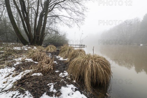 Pond landscape with black alder (Alnus glutinosa) in the fog, Emsland, Lower Saxony, Germany
