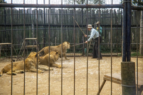 Lion tamer, trainer, zoo keeper inside cage with lions using sticks to control the animals, South Africa, Africa, 1979