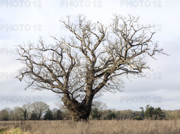 Single leafless oak tree in winter standing in field against grey overcast sky, Martlesham Wilds, Suffolk, England, UK