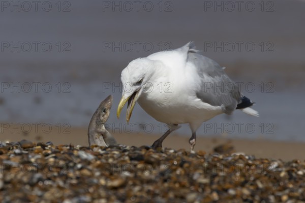 Herring gull (Larus argentatus) adult seagull bird feeding on a Dogfish shark fish on a beach in summer, England, United Kingdom