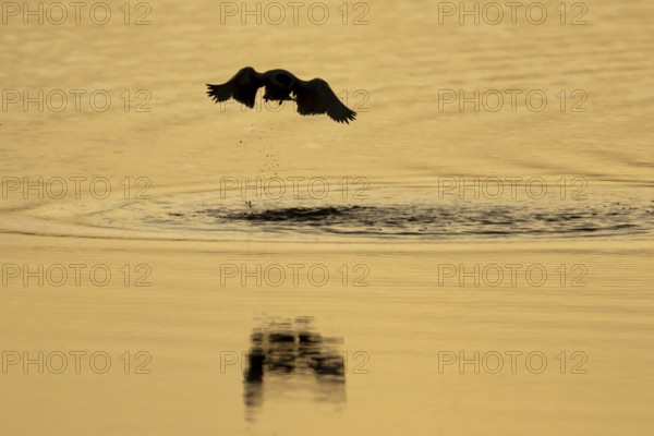 Common tern (Sterna hirundo) adult bird taking off in flight from the water surface of a lake at sunset in summer, England, United Kingdom