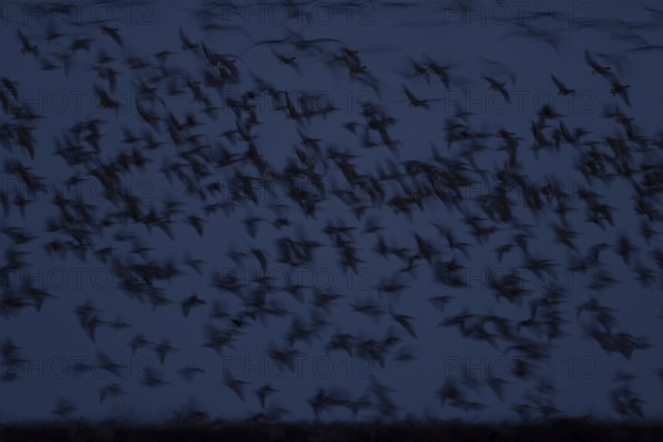 Pink-footed goose (Anser brachyrhynchus) adult geese flying in a flock or skein at dusk in winter, Norfolk, England, United Kingdom