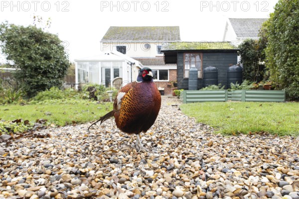 Common pheasant (Phasianus colchicus) adult male game bird on a garden path with a house in the background, England, United Kingdom