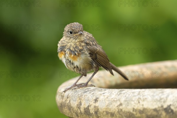 European robin (Erithacus rubecula) juvenile baby fledgling garden bird on a bird bath in summer, England, United Kingdom