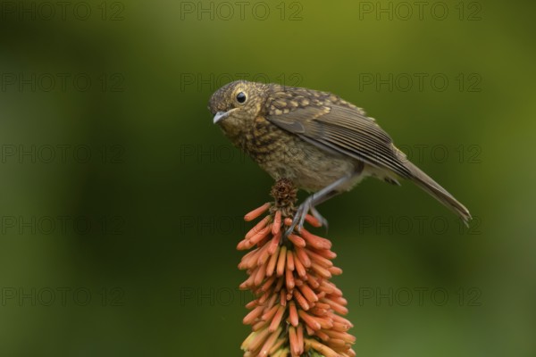 European robin (Erithacus rubecula) juvenile baby fledgling garden bird on a Red hot poker flower in summer, England, United Kingdom
