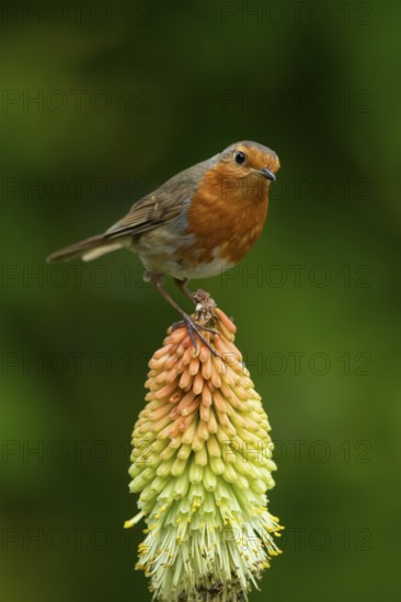 European robin (Erithacus rubecula) adult garden bird on a Red hot poker flower in summer, England, United Kingdom